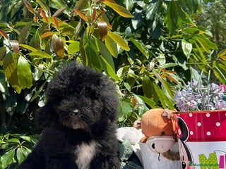 Perro de Agua Español perros - Anuncio 8