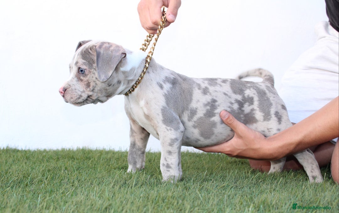 American Pit Bull Terrier perros en venta: American pitbull terrier de mucha calidad  - Imagen 7