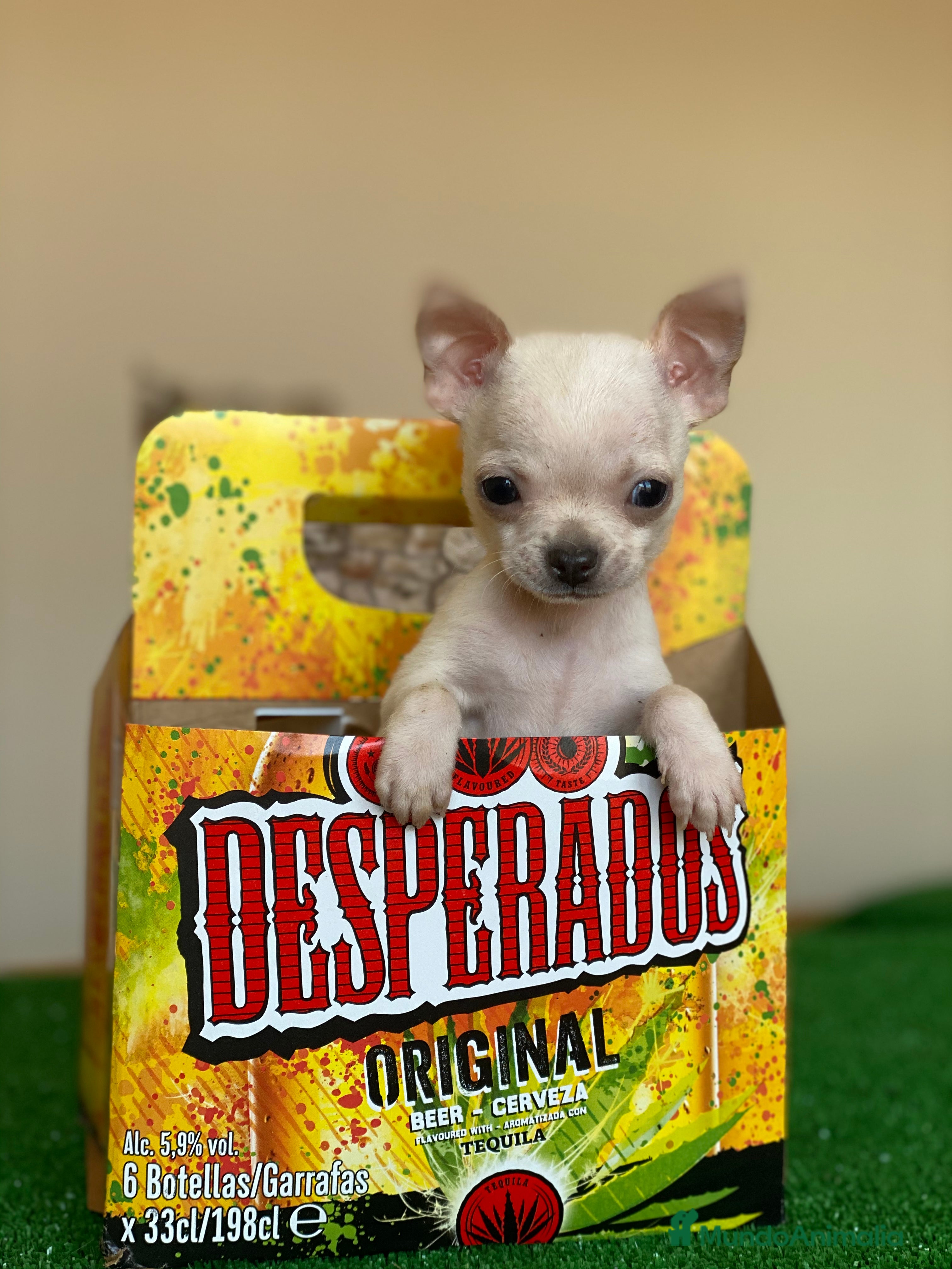 Chihuahua perros Chihuahuas Toy !  en Ciudad Real - Anuncio 2