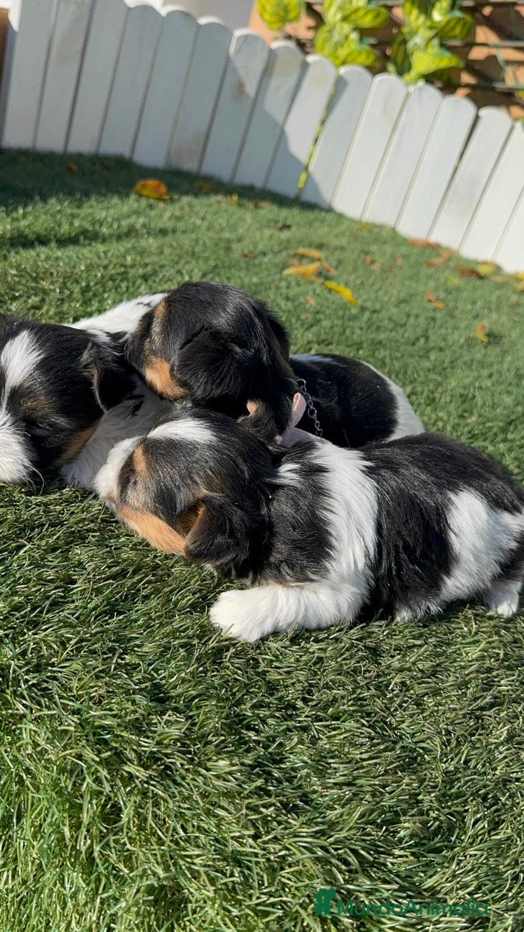 Yorkshire Terrier perros en venta: YORKSHIRE TERRIER BIEWER - Anuncio 10