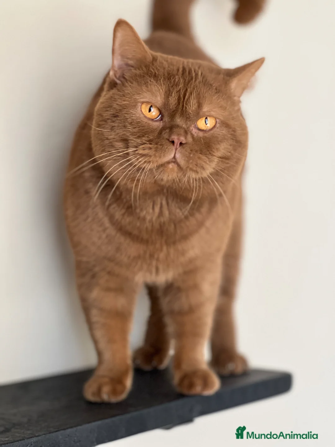 Británico de Pelo Corto gatos en venta: BRITISH SHORTHAIR NEGROS&LILACS - Anuncio 6