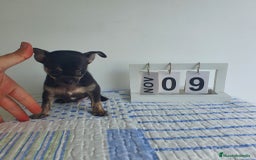 Chihuahua perros en venta: Chihuahua miniatura  - Imagen 6
