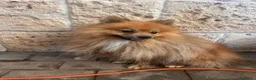 Pomerania perros en venta: Pomeranias de 1 año - Anuncio 2