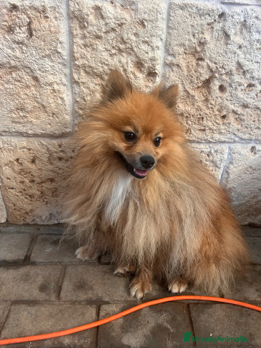 Pomerania perros en venta: Pomeranias de 1 año - Anuncio 2