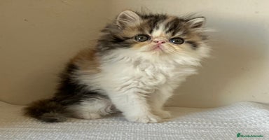 Exótico de Pelo Corto gatos en Girona - Propaganda 14