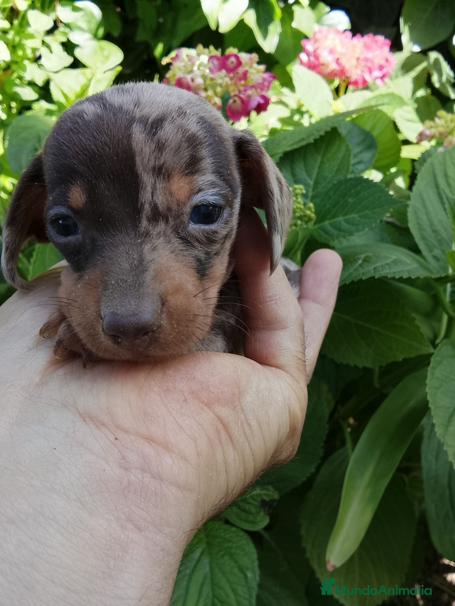 Teckel perros Teckel arlequín chocolate  - Anuncio 7