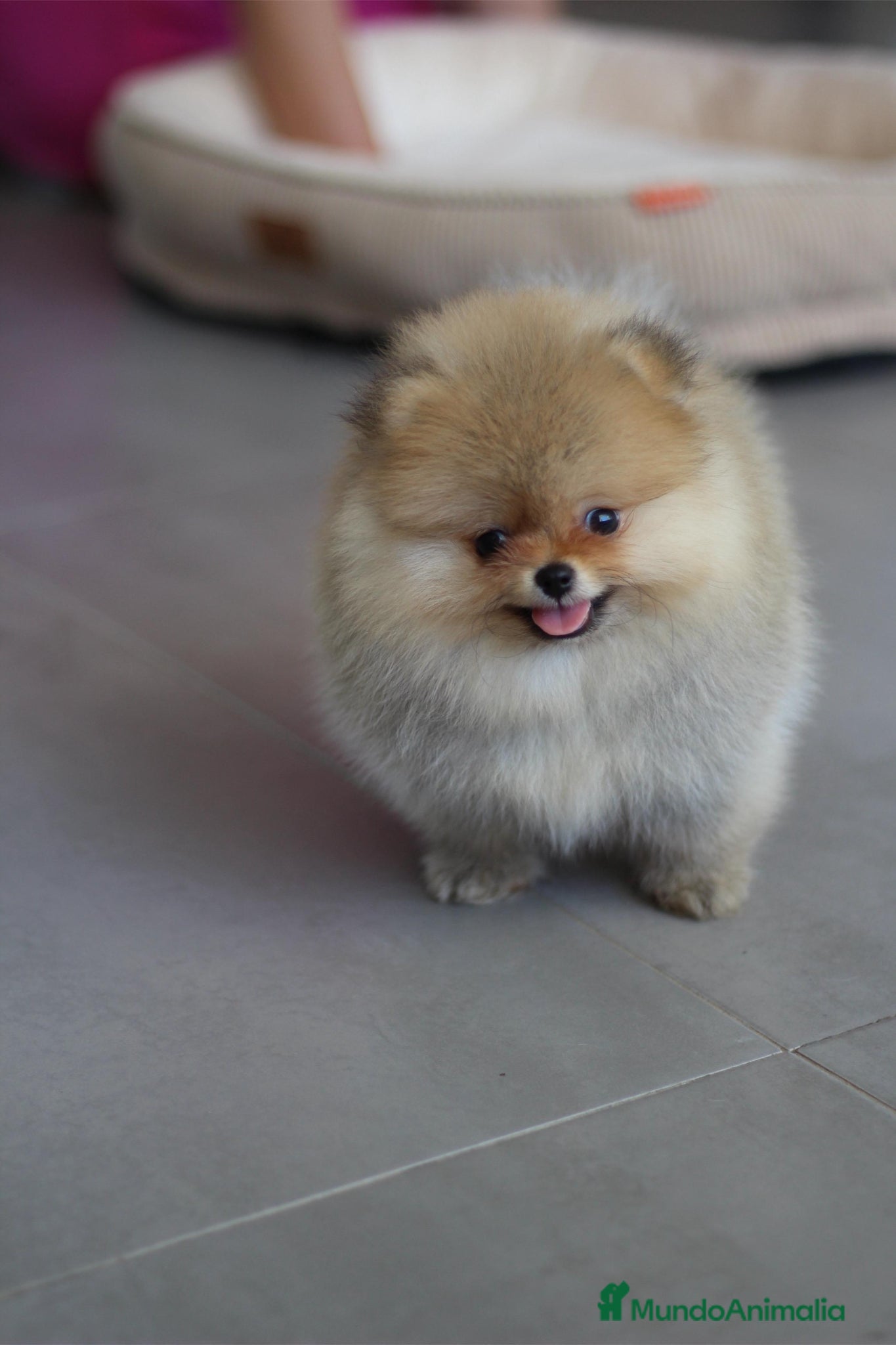 Pomerania perros en venta: Hembra de Lulu de pomerania  - Anuncio 2