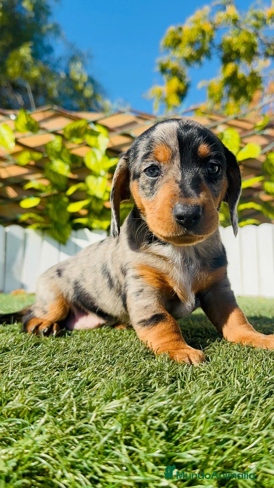 Teckel Miniatura perros en venta: TECKEL MINIATURA HEMBRA  - Anuncio 10