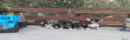 Chihuahua perros en venta: Gran Camada diminuta de CHIHUAHUAS TOYS CABEZA 🍏 - Anuncio 4