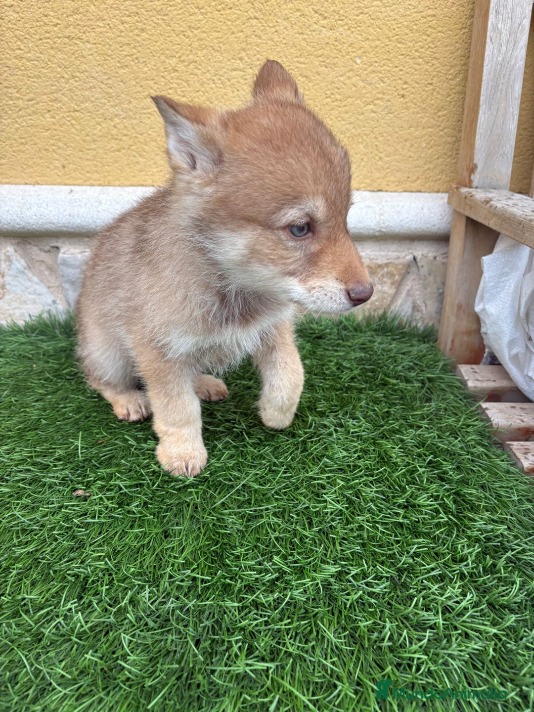 Perro Lobo de Saarloos perros en venta: Camada de Perro lobo Iberico impresionantes  - Anuncio 3