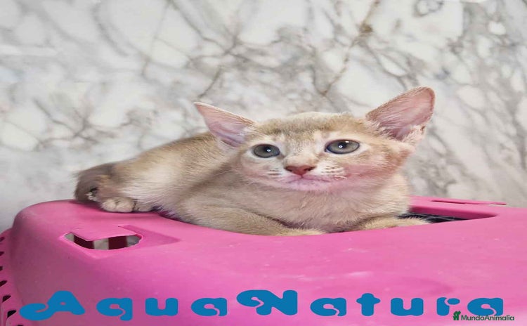 Abisinio gatos - Anuncio 6