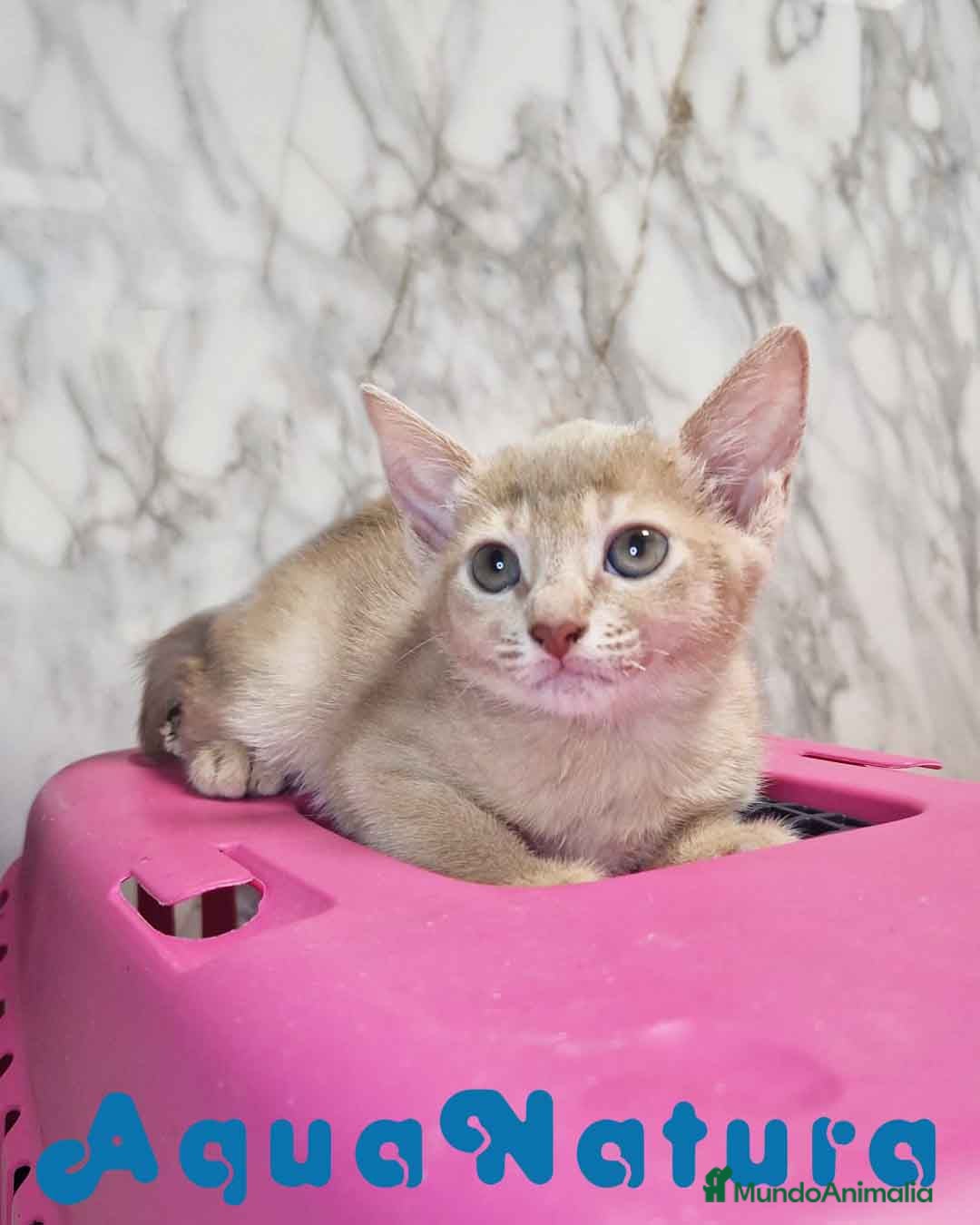 Abisinio gatos en venta: Abisinio Hembra de Mia 7913 AQUANATURA - Imagen 1