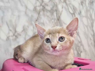 Abisinio gatos Abisinio Hembra de Mia 7913 AQUANATURA - Anuncio 13