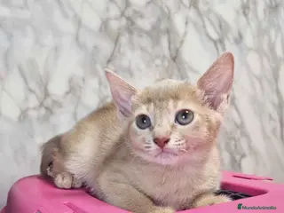 Abisinio gatos Abisinio Hembra de Mia 7913 AQUANATURA - Anuncio 22