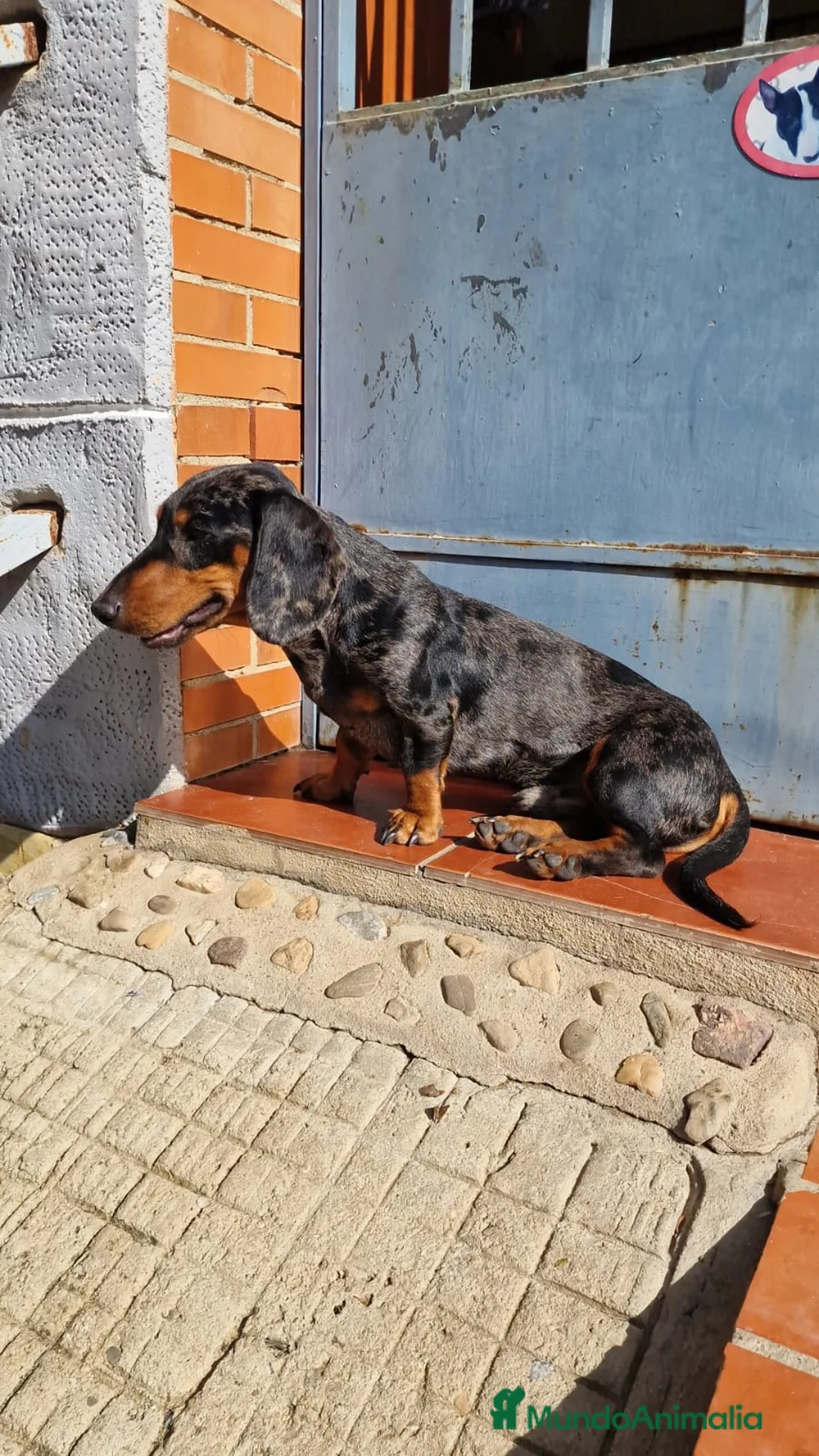 Teckel perros en venta: Teckel macho de 1 año - Anuncio 2