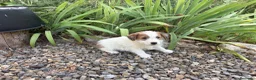Jack Russell Terrier perros en venta: Jack Russell de pelo duro ( Brush) 🐾🐾🐾 - Anuncio 4