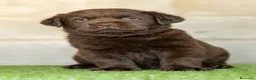 Labrador Retriever perros en venta: LABRADOR CHOCOLATE DISPONIBLE - Anuncio 4