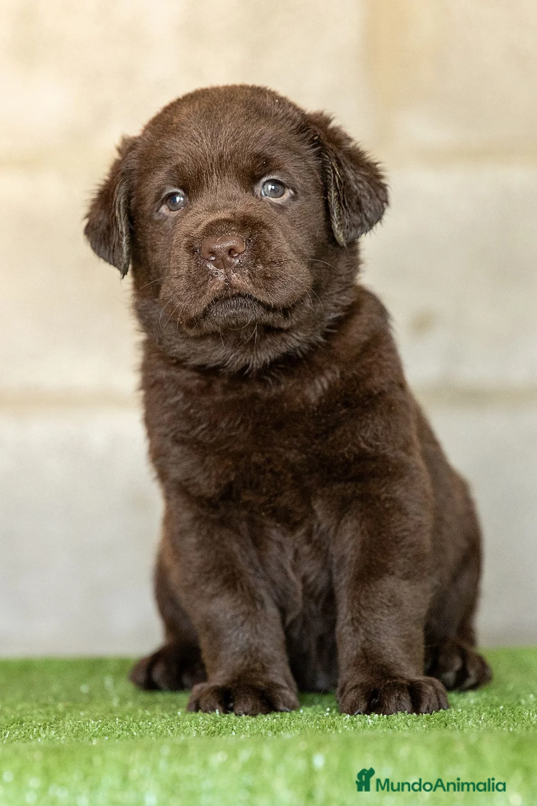 Labrador Retriever perros en venta: LABRADOR CHOCOLATE DISPONIBLE - Anuncio 7