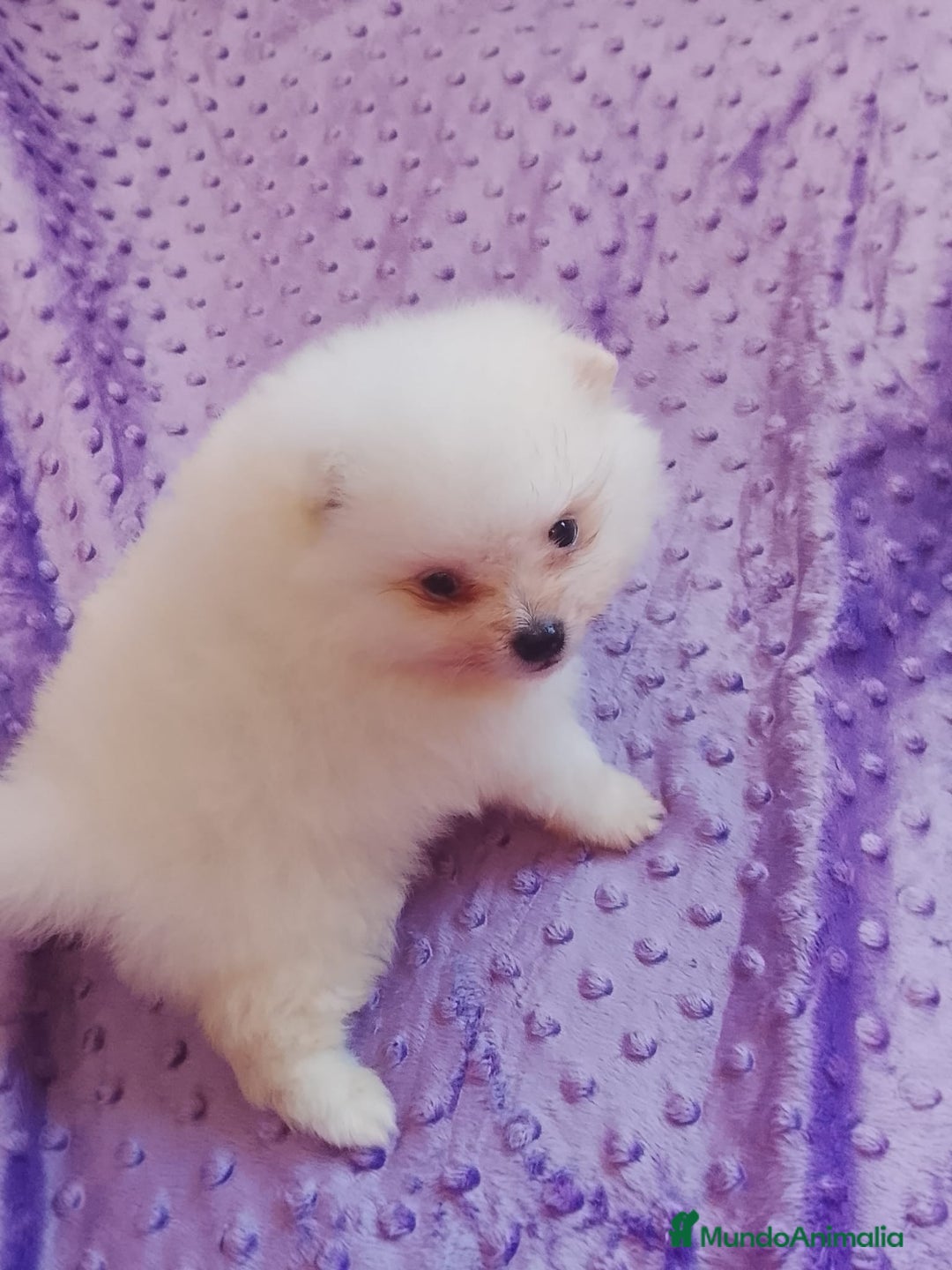 Pomerania perros en venta: Pomerania  - Anuncio 3