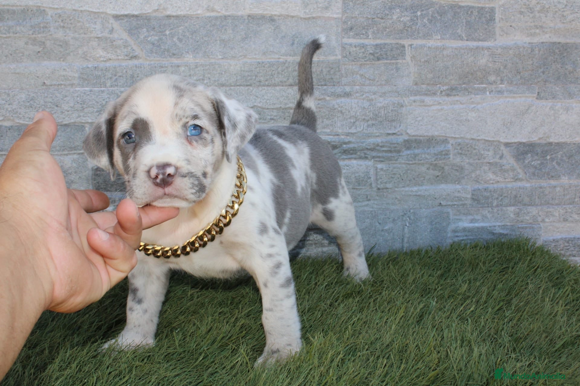 American Pit Bull Terrier perros American Pit bull - Anuncio 1