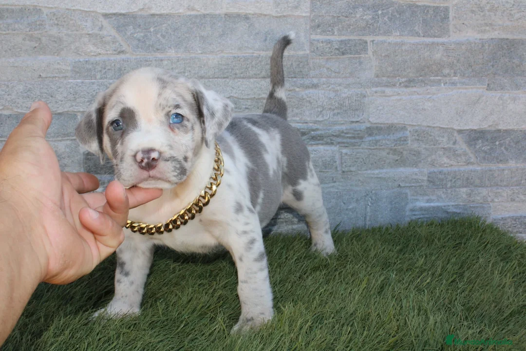 American Pit Bull Terrier perros en venta: American Pit bull - Anuncio 1