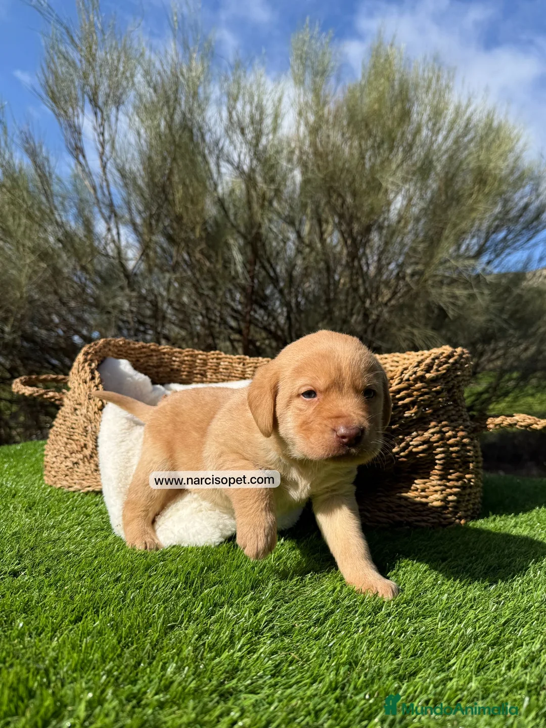 Labrador Retriever perros en venta: LABRADOR - Anuncio 3