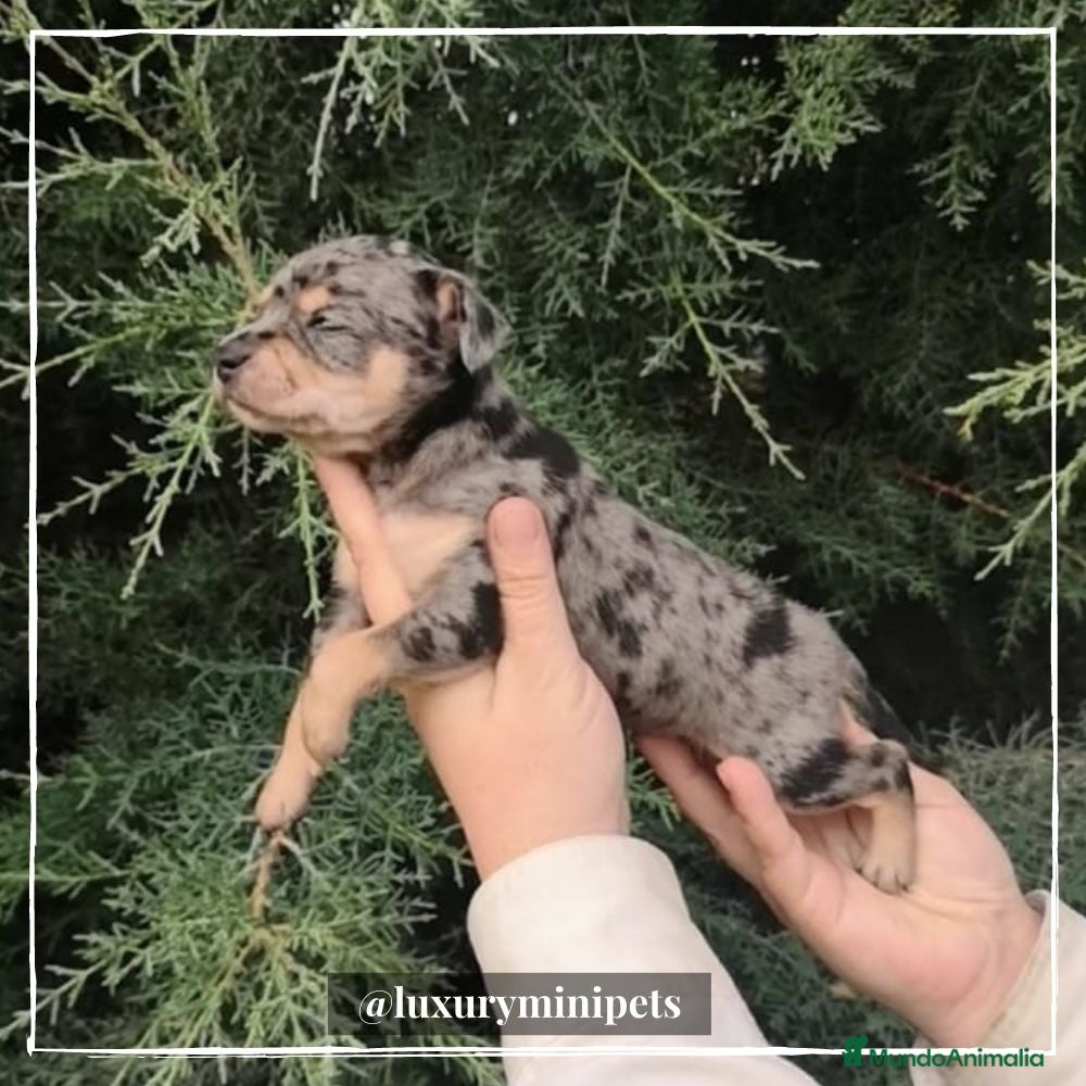 Teckel perros Camada Teckel pelo corto en Madrid - Anuncio 3