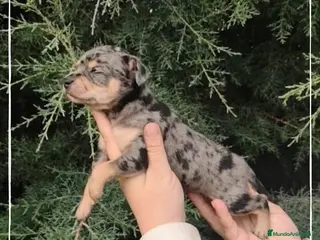 Teckel perros Camada Teckel pelo corto en Madrid - Anuncio 10