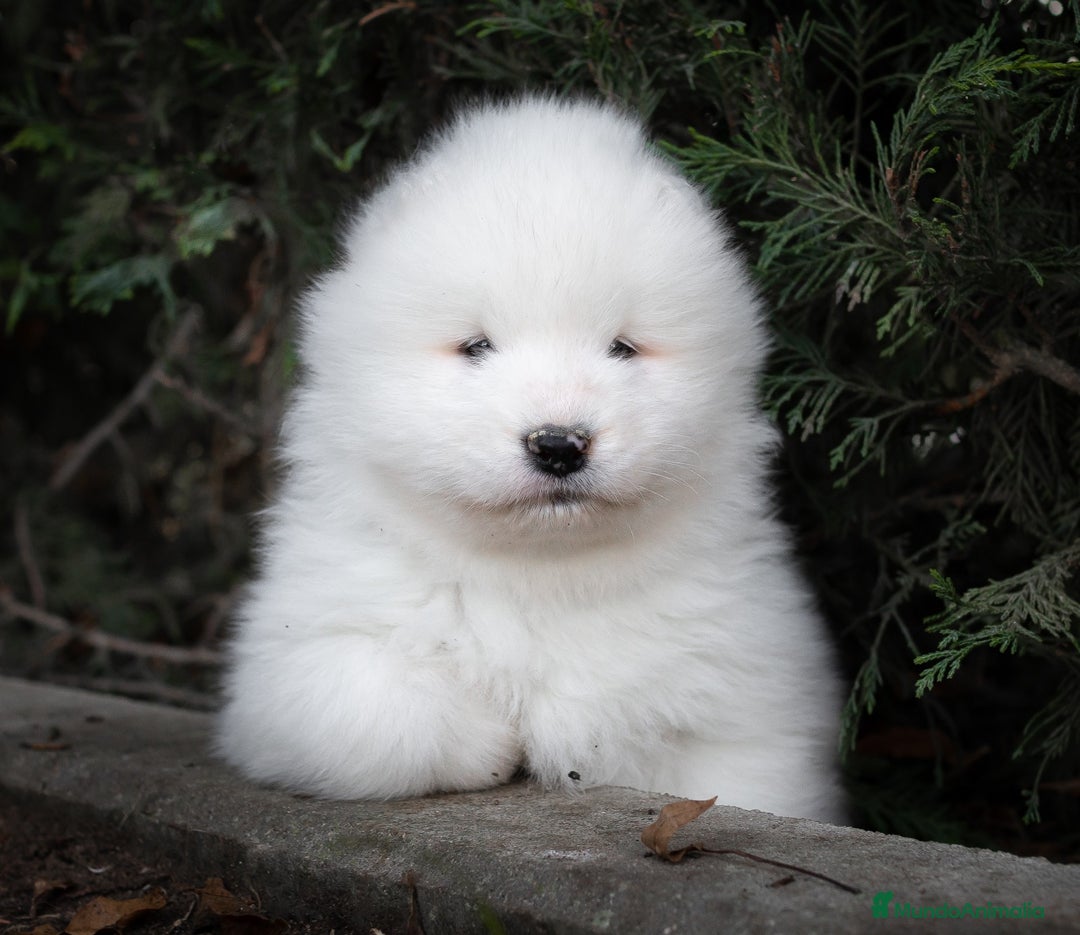 Samoyedo perros en venta: Camada Samoyedo - hembras disponibles  - Anuncio 3