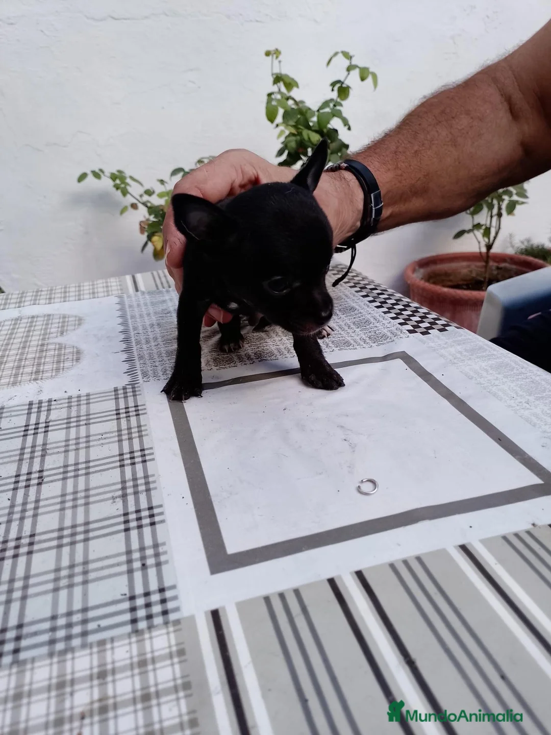 Chihuahua perros en venta: 2 machos de Chihuahua económicos - Anuncio 3
