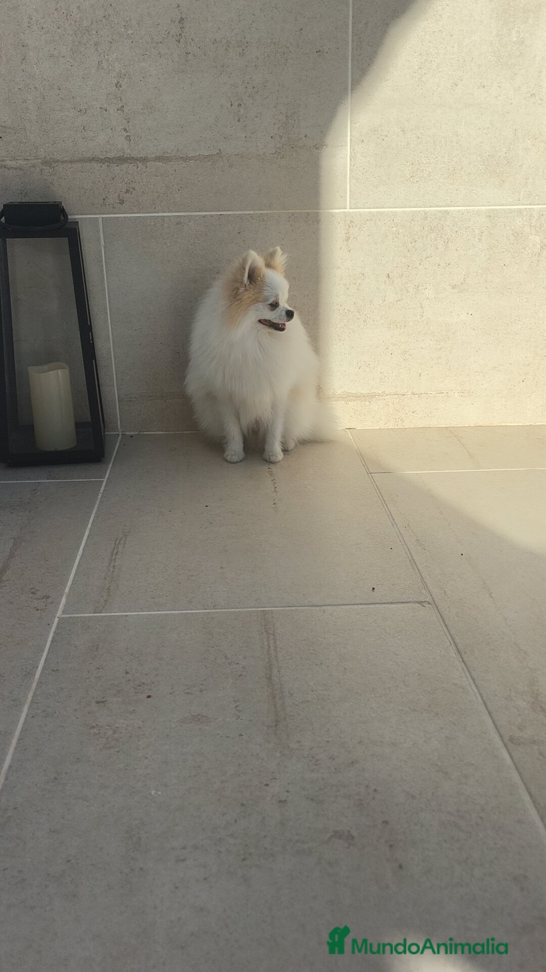 Pomerania perros en venta: Pomerania pedigree  - Imagen 4