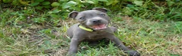 Staffordshire Bull Terrier perros en venta: Staffordshire bull terrier - Anuncio 10