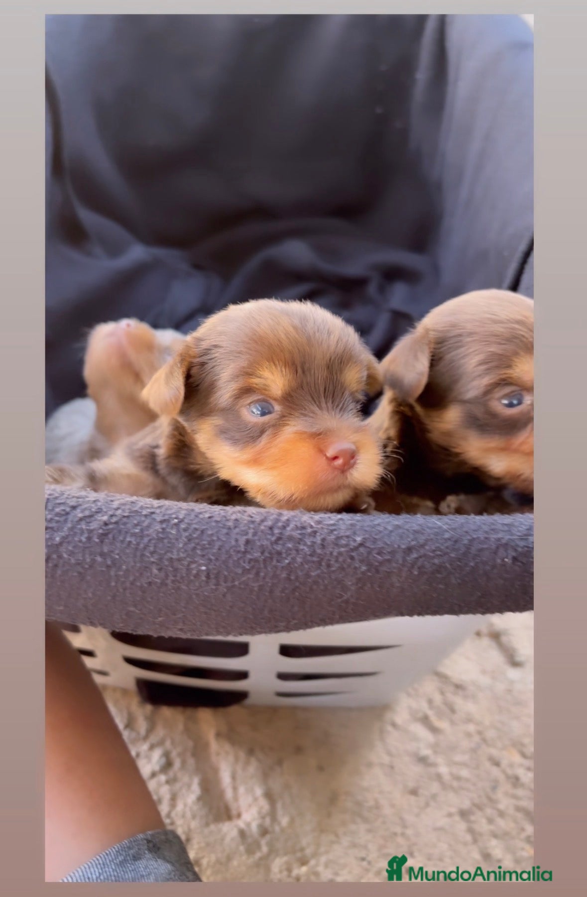 Yorkshire Terrier perros YORKSHIRE CHOCOLATE CACHORROS  - Anuncio 1