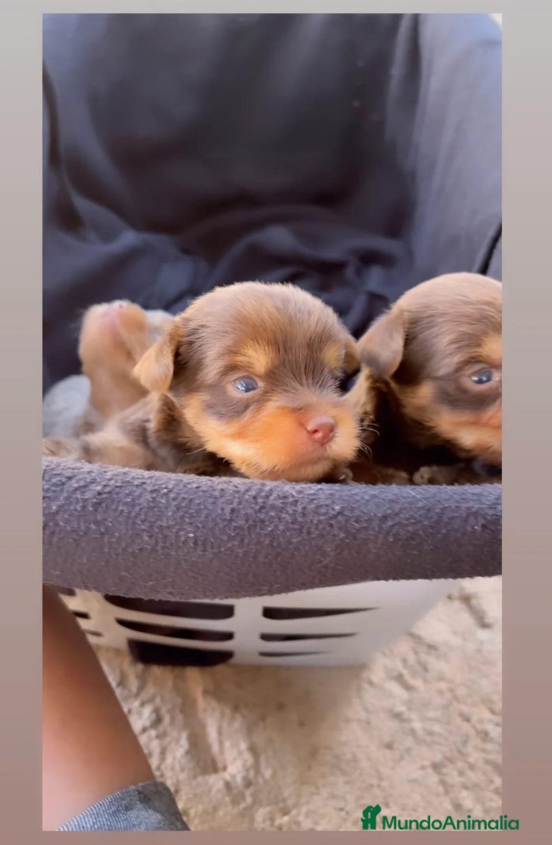 Yorkshire Terrier perros en venta: YORKSHIRE CHOCOLATE CACHORROS  en Alicante - Anuncio 1