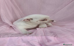 Chihuahua perros en venta: Chihuahua Blanco 🤍  - Anuncio 2