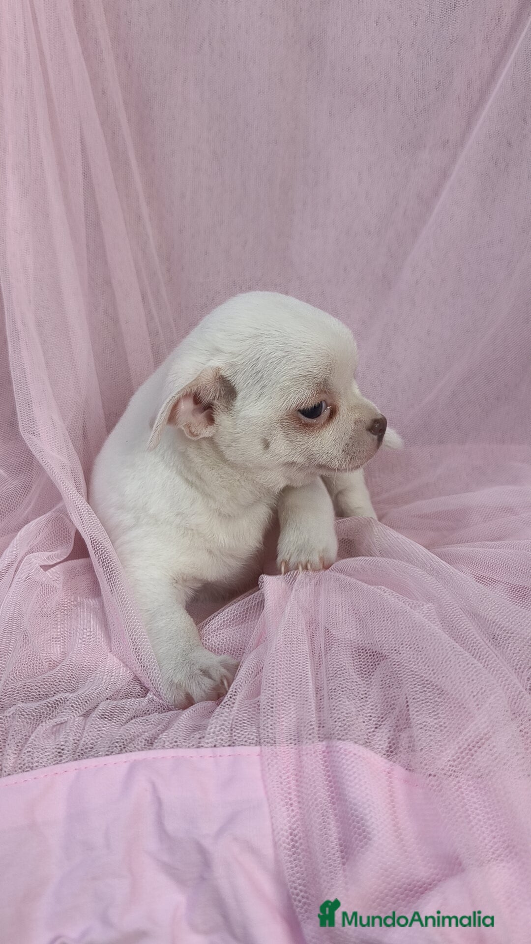 Chihuahua perros en venta: Chihuahua Blanco 🤍  - Anuncio 2