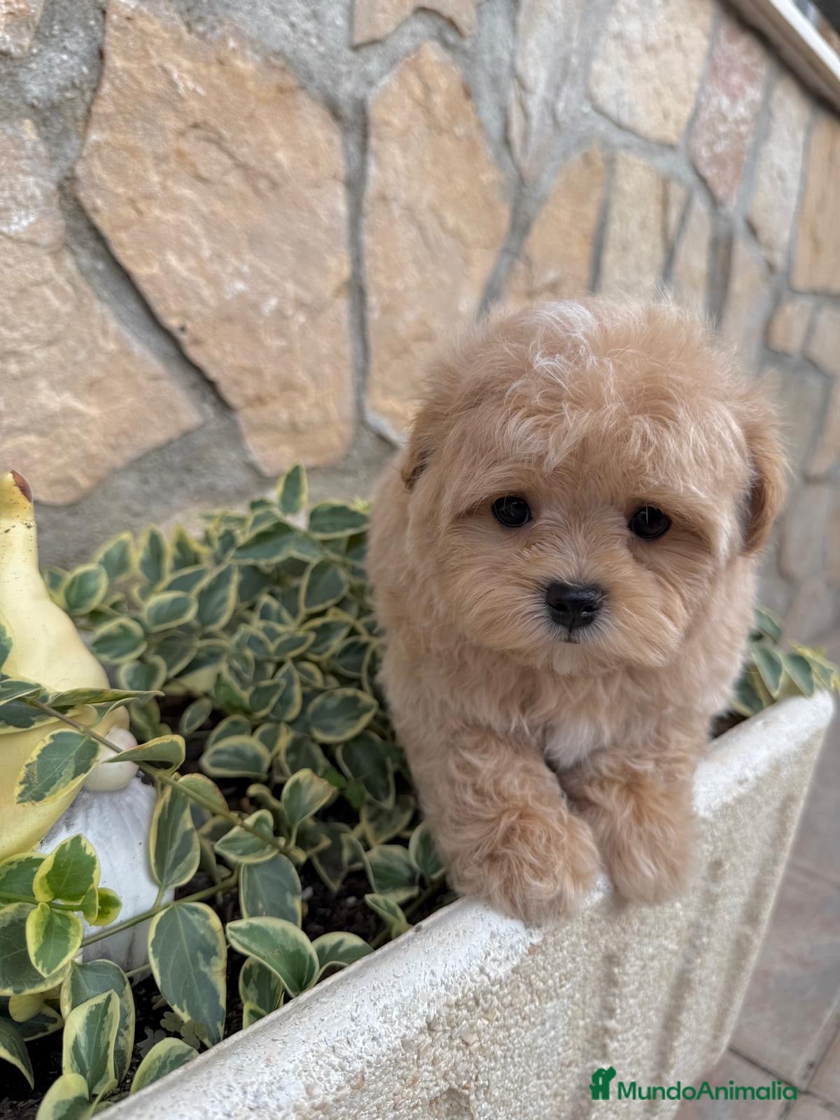 Maltipoo perros Maltipoo línea asiática disponible!!! - Anuncio 1