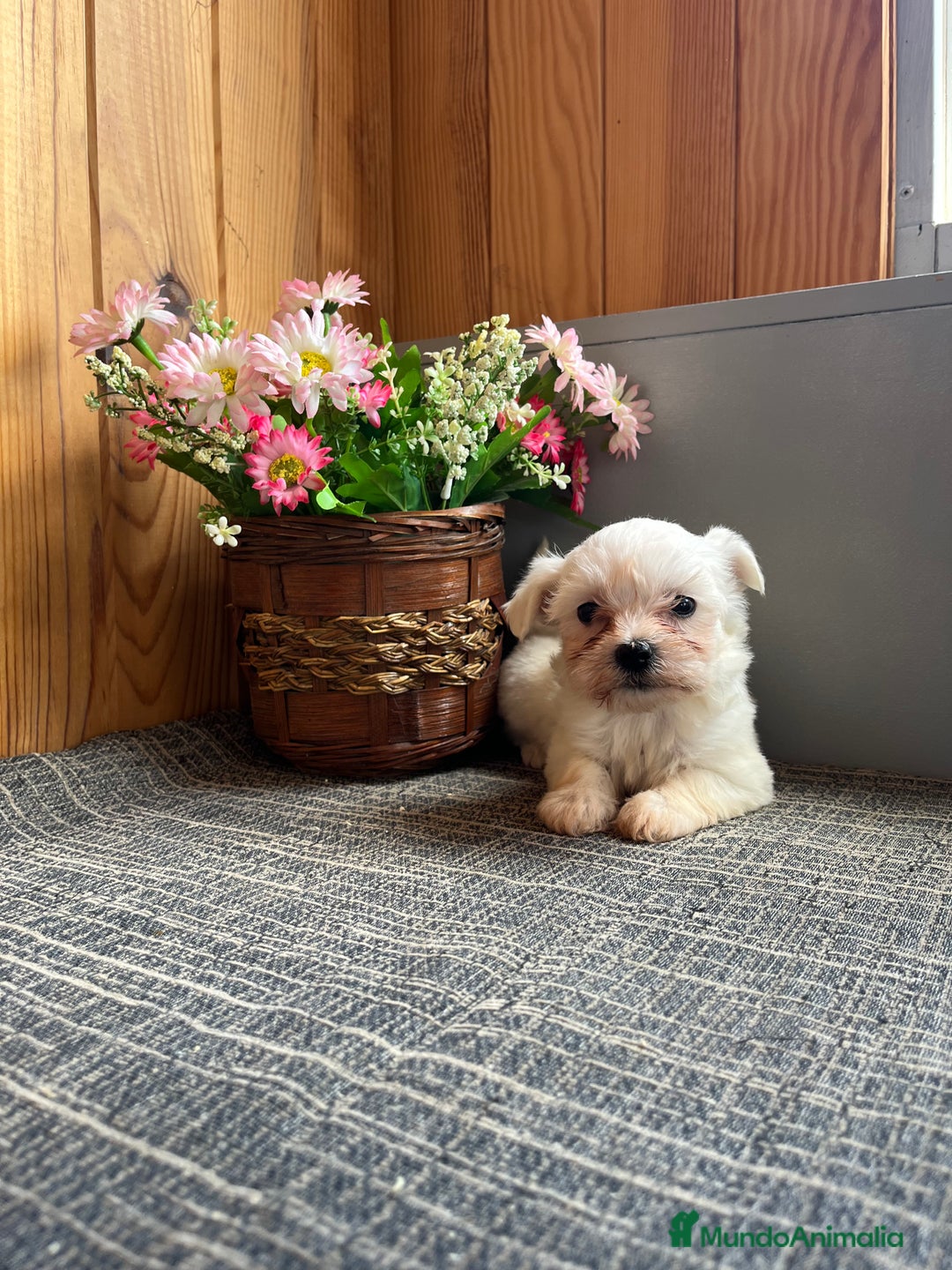 Bichón Maltés perros en venta: Preciosos cachorritos de Bichon Maltés 🐾 - Anuncio 2