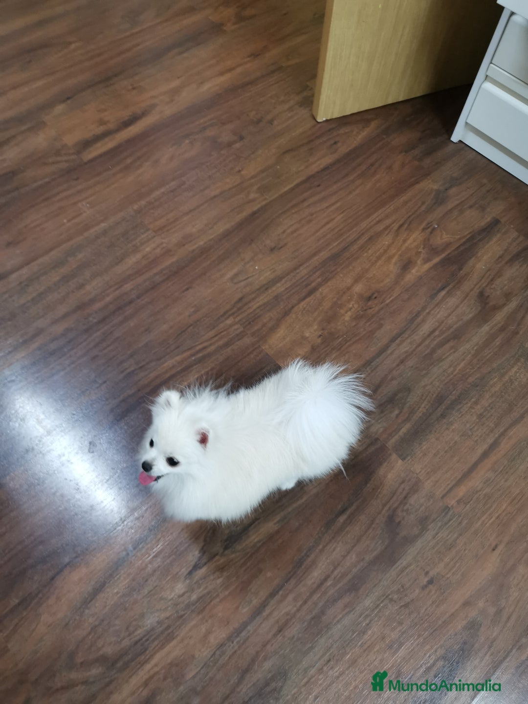 Pomerania perros en venta: Macho y hembra minis en oferta  - Imagen 1