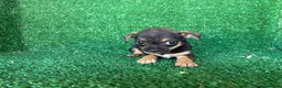 Chihuahua perros en venta: chihuahua - Anuncio 9