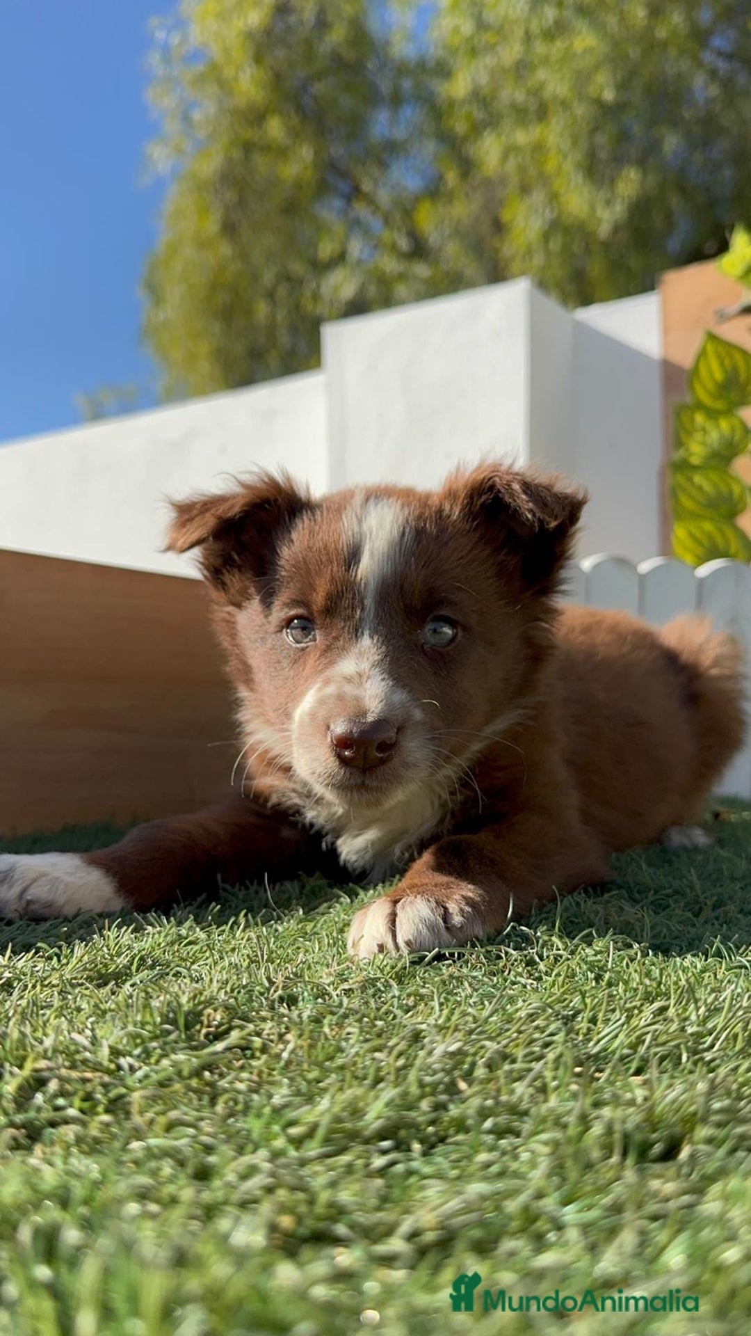 Border Collie perros en venta: BORDER COLLIE - Anuncio 19