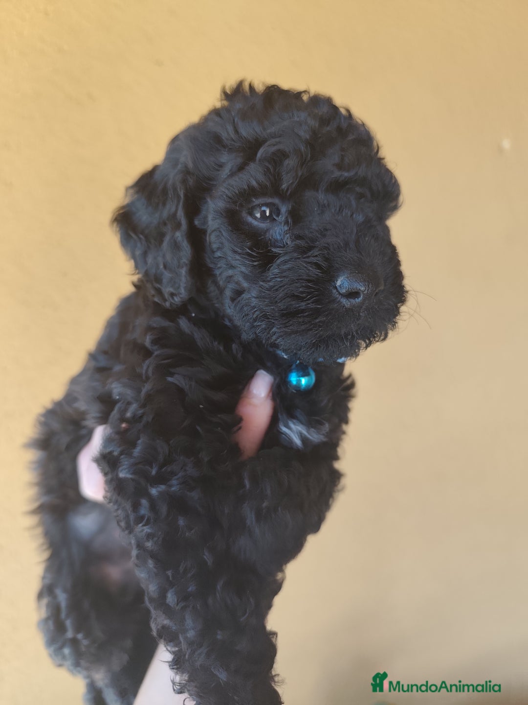 Perro de Agua Español perros en venta: Cachorros perros de agua - Imagen 5