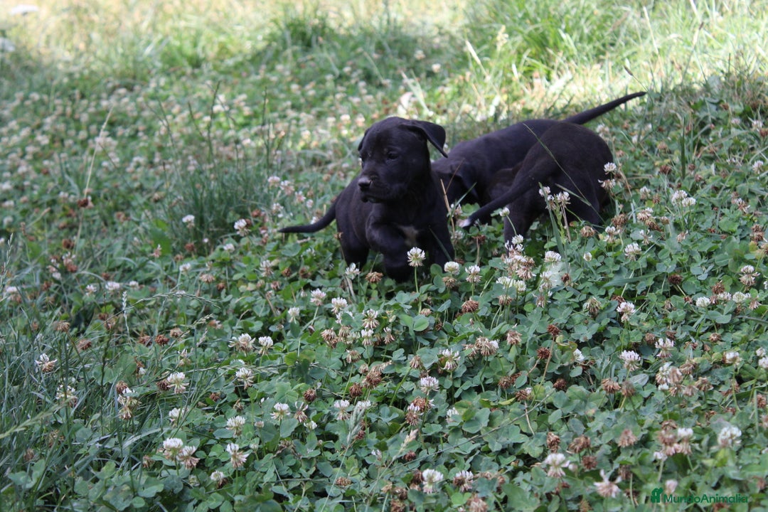 Dogo Alemán perros en venta: Dogo alemán/ gran danés  - Imagen 13