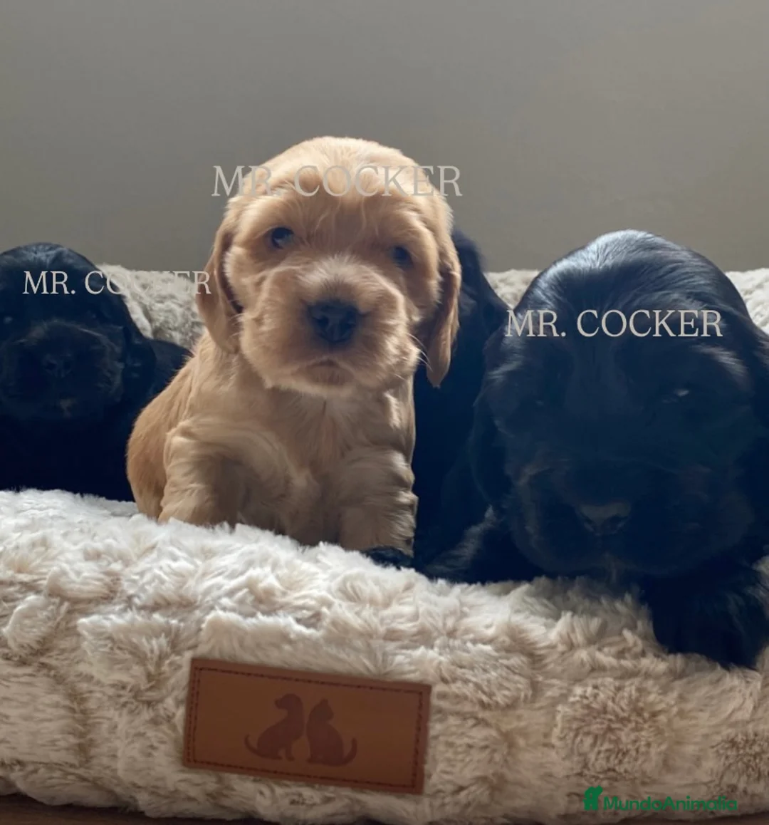 Cocker Spaniel Inglés perros en venta: CACHORRO COCKER SPANIEL INGLÉS  - Anuncio 4