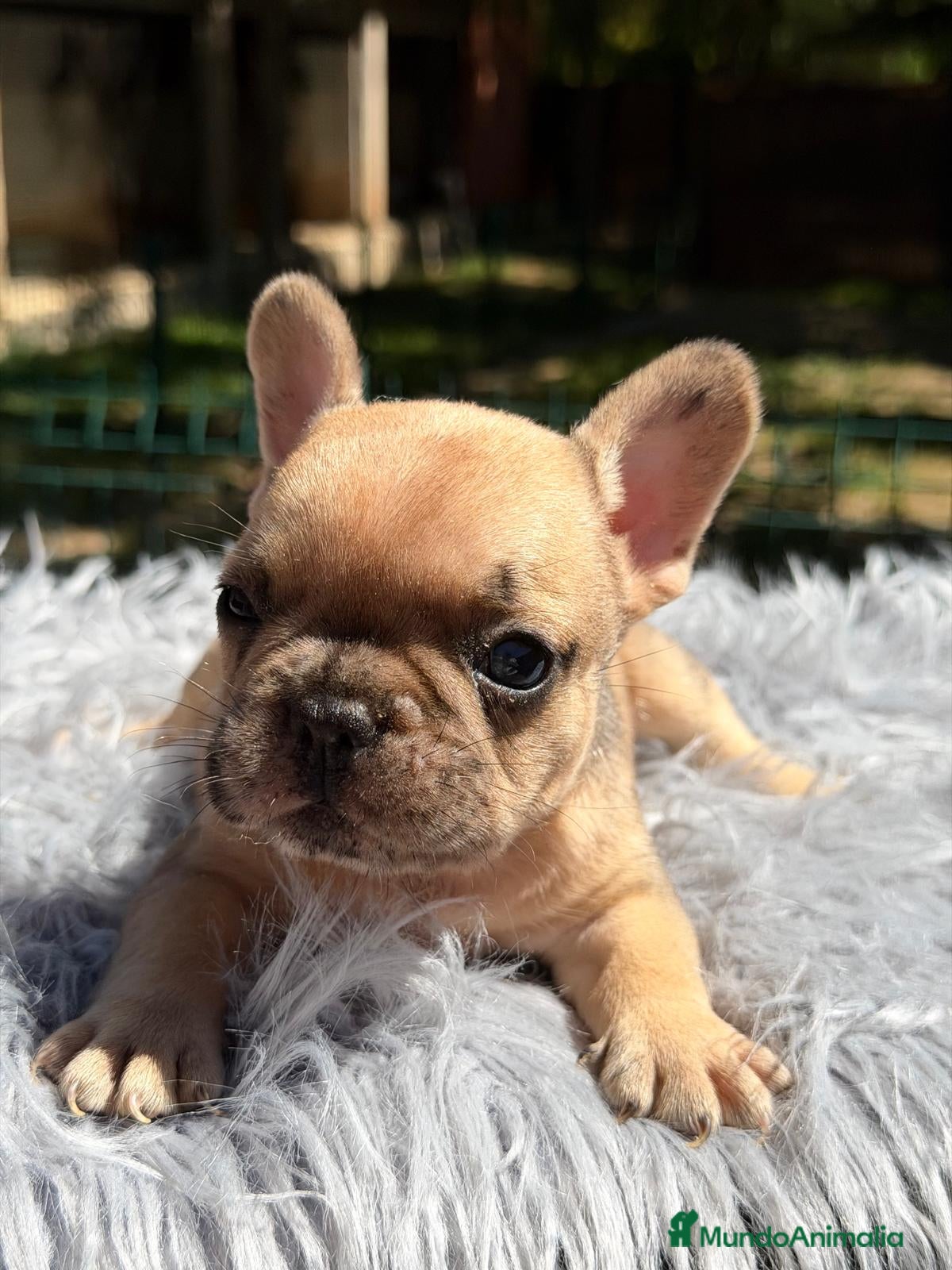 Bulldog Francés perros BULLDOG FRANCÉS  - Anuncio 3