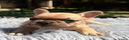 Bulldog Francés perros en venta: BULLDOG FRANCÉS  - Anuncio 1