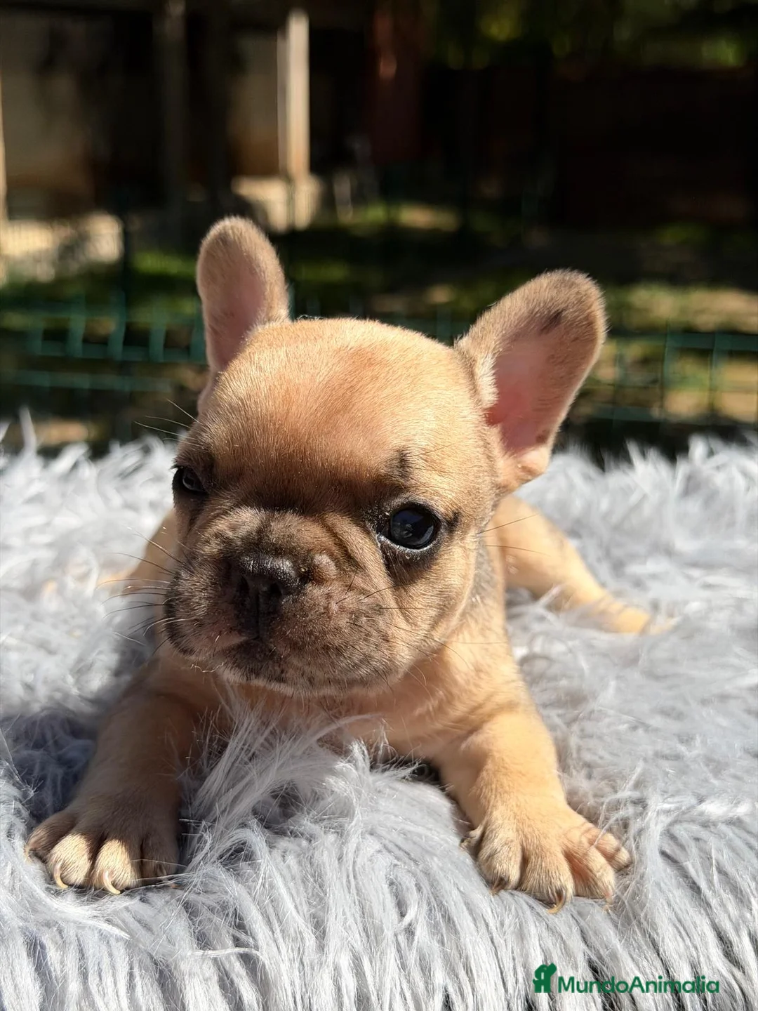 Bulldog Francés perros en venta: BULLDOG FRANCÉS  - Anuncio 1