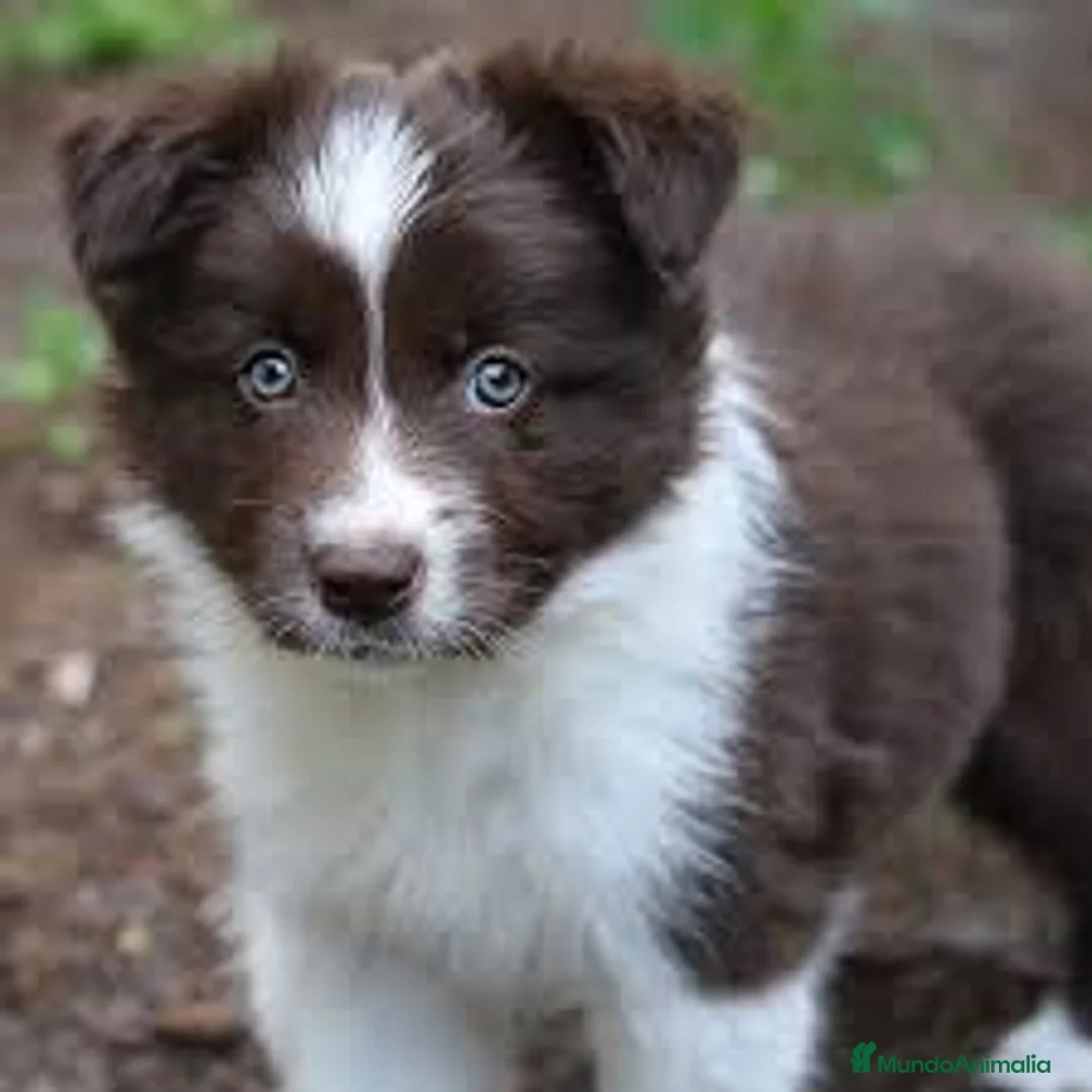 Border Collie perros en venta: BORDER COLLIE CACHORROS  - Anuncio 4