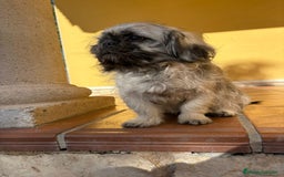 Pekinés perros en venta: Cachorro de pekinés imperial hembra  - Anuncio 16