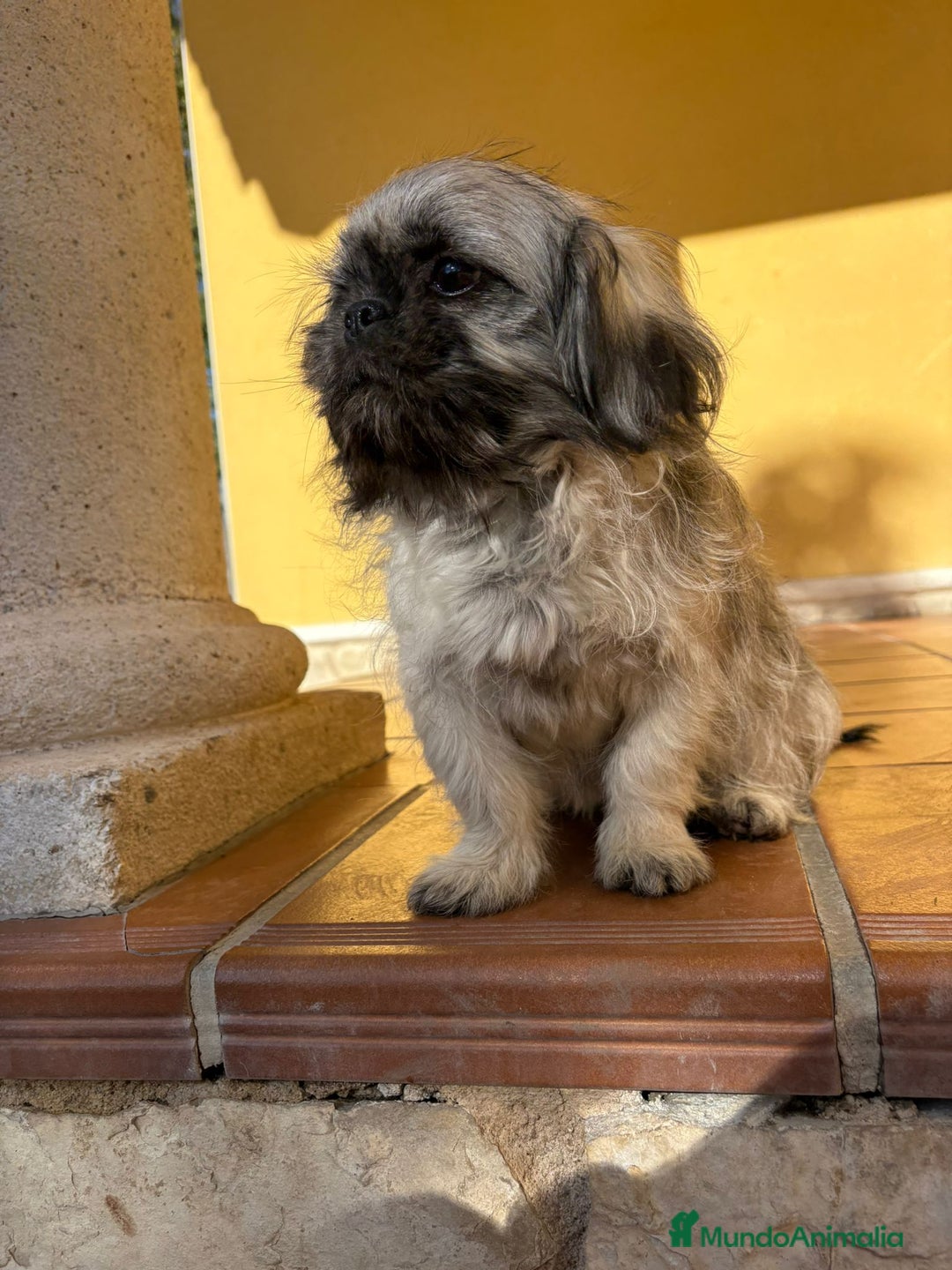 Pekinés perros en venta: Cachorro de pekinés imperial hembra  - Anuncio 16